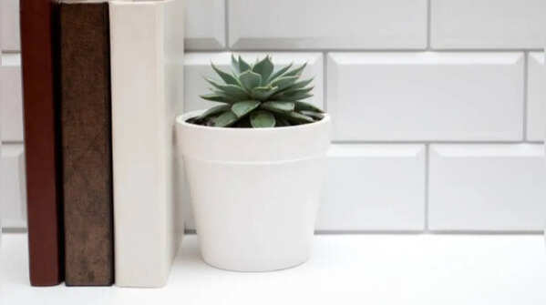Echeveria - An architectural flower