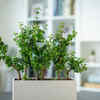 Jade plant - An indoor luck-bringing species