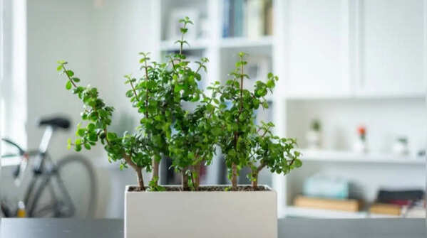 Jade plant - An indoor luck-bringing species
