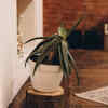 Aloe vera - Functional beauty with a stylish appearance