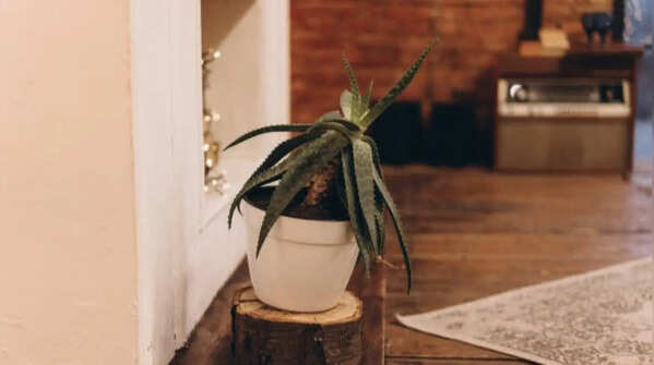 Aloe vera - Functional beauty with a stylish appearance