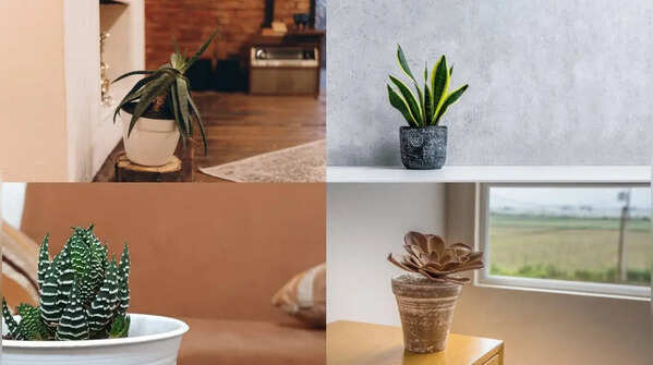 5 succulents that can make even the smallest rental apartment look stylish
