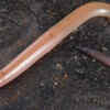 One of nature's most overlooked reptiles