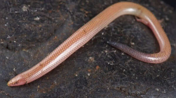 One of nature's most overlooked reptiles