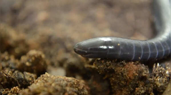 It reproduces without males
