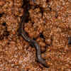 It looks more like an earthworm than a snake