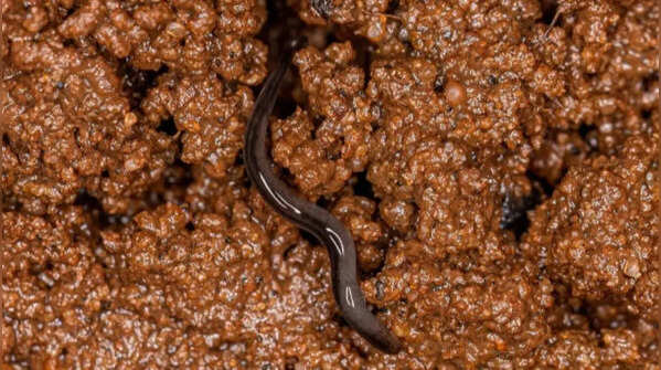It looks more like an earthworm than a snake