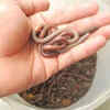 Why is it called the "Flowerpot snake"