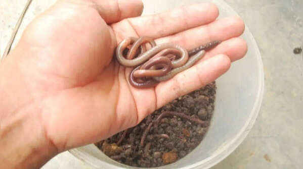 Why is it called the "Flowerpot snake"