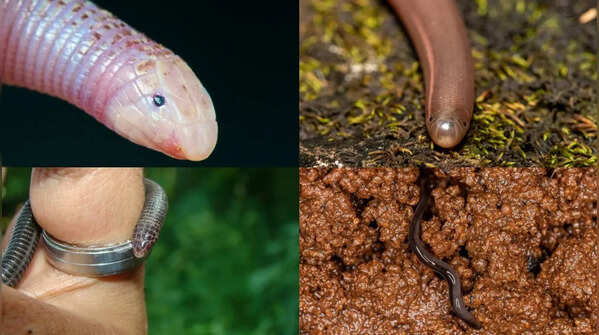 Brahminy blind snake: Meet the world’s “flowerpot snake” that secretly travels through plant soil