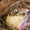 Even more adapted: Egg-eating snakes