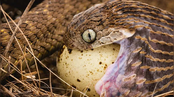 Even more adapted: Egg-eating snakes