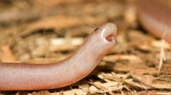 The Brahminy blind snake and its toothless nature