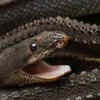 Not every snake needs teeth