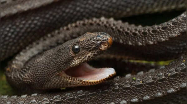 Not every snake needs teeth