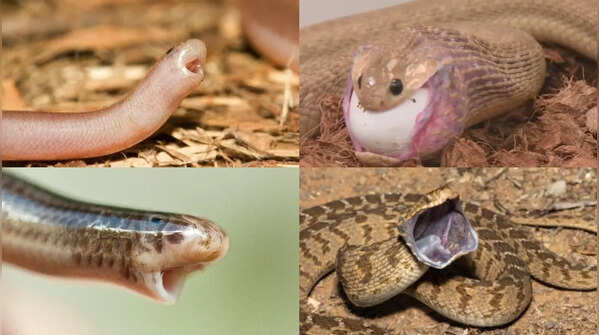 Toothless snakes: Meet the unusual serpents that thrive without fangs