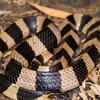 The Greater Black Krait (Bungarus niger)