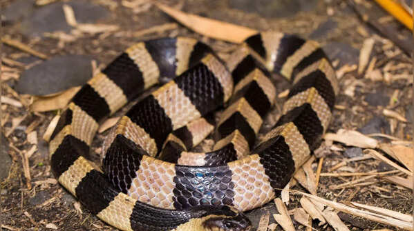 The Greater Black Krait (Bungarus niger)