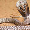 The Caspian Cobra (Naja oxiana)