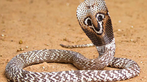 The Caspian Cobra (Naja oxiana)