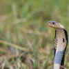 The Monocled Cobra