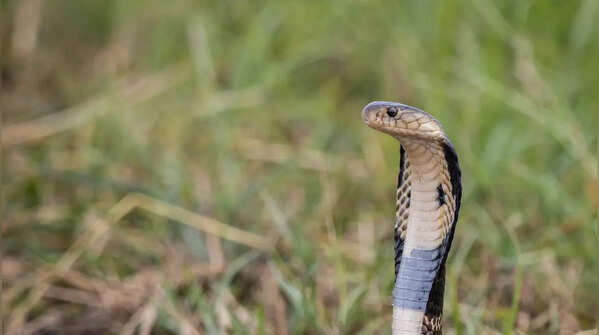 The Monocled Cobra