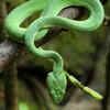The White-Lipped Pit Viper