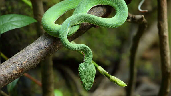 The White-Lipped Pit Viper
