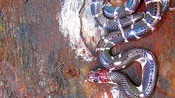 The Common Krait (Bungarus caeruleus)