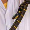 Suzhen's Krait