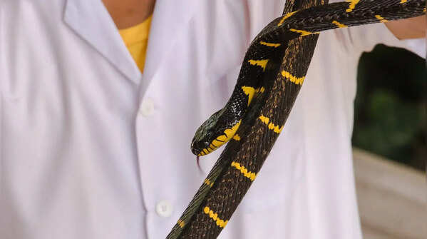 Suzhen's Krait