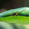 Green Pit Viper