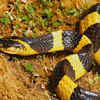 Greater Black Krait 