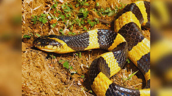 Greater Black Krait