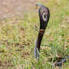 Monocled Cobra