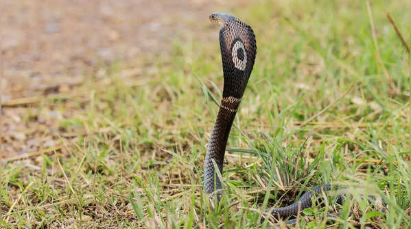 Monocled Cobra