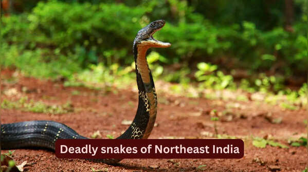 10 deadly snakes found in the forests of Northeast India: What travellers should know before planning a trip