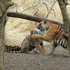 Ranthambore National Park, India