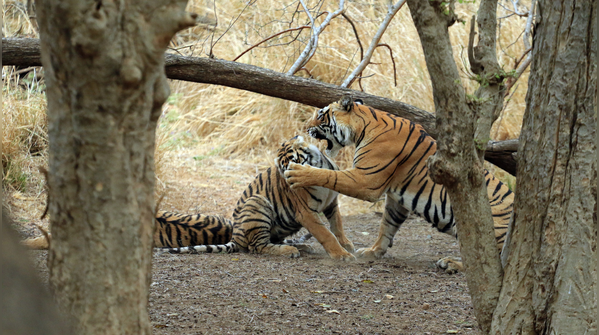 Ranthambore National Park, India