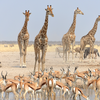 Etosha National Park, Namibia
