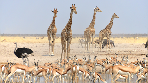 Etosha National Park, Namibia