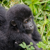 Bwindi Impenetrable National Park, Uganda