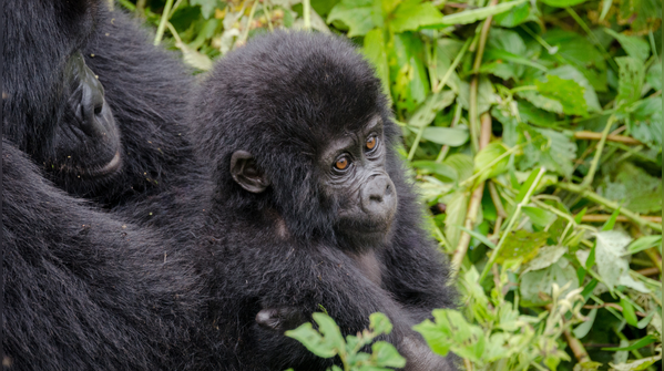 Bwindi Impenetrable National Park, Uganda