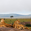 Maasai Mara National Reserve, Kenya