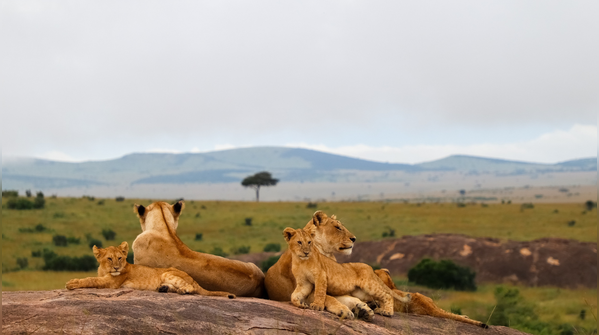 Maasai Mara National Reserve, Kenya