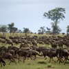 Serengeti National Park, Tanzania