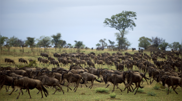 Serengeti National Park, Tanzania