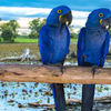 Pantanal, Brazil