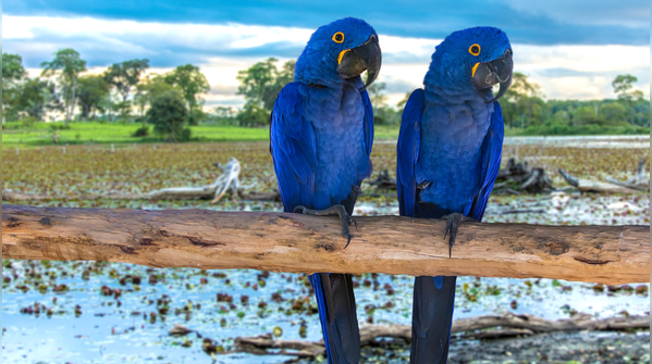 Pantanal, Brazil