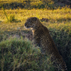 South Luangwa National Park, Zambia